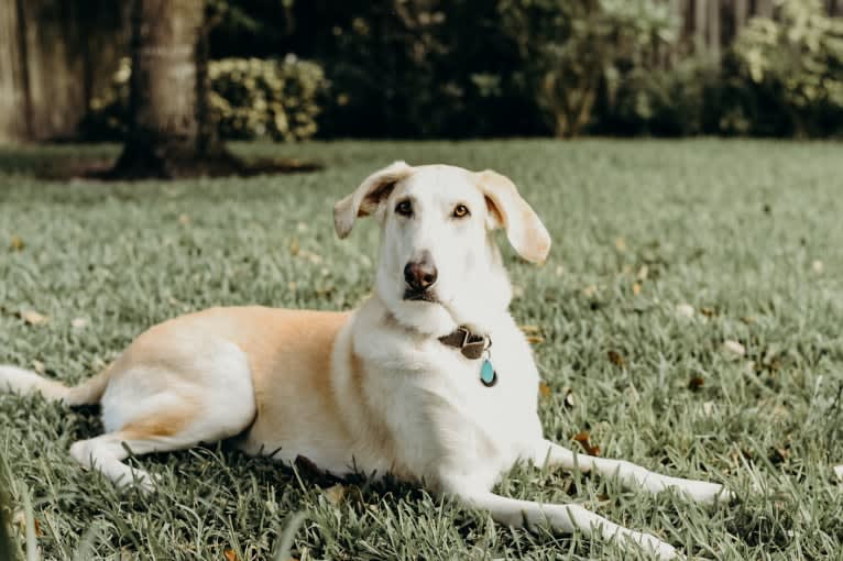 Aspen, a Bloodhound and German Shepherd Dog mix tested with EmbarkVet.com