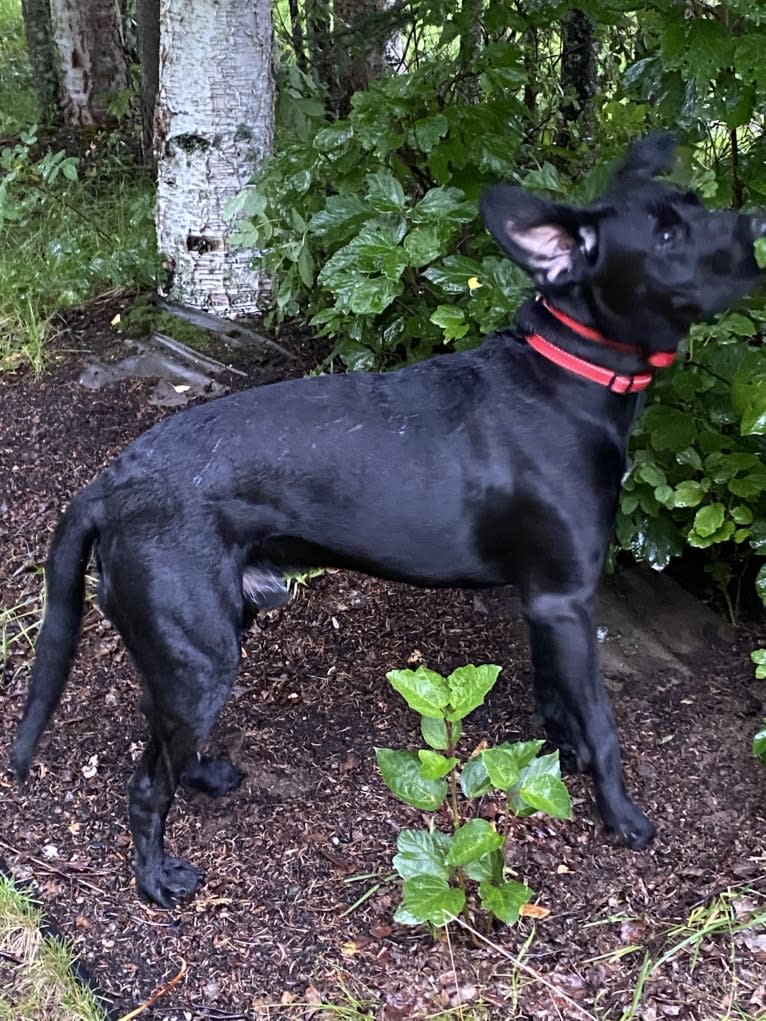 Trump, a German Shorthaired Pointer and Maremma Sheepdog mix tested with EmbarkVet.com