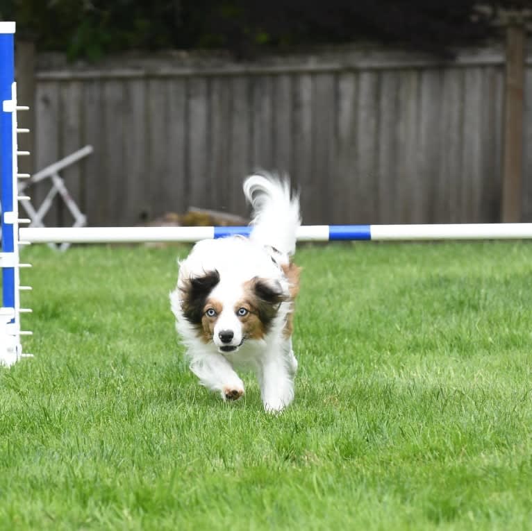 Pico, a Border Collie and Papillon mix tested with EmbarkVet.com