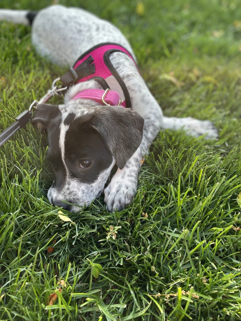 Opal, an American Pit Bull Terrier and German Shorthaired Pointer mix tested with EmbarkVet.com