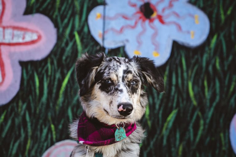 Willow, an Australian Shepherd and Miniature/MAS-type Australian Shepherd mix tested with EmbarkVet.com