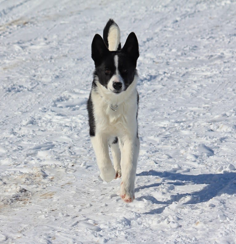 Rohmoivan Evita, a Karelian Bear Dog tested with EmbarkVet.com