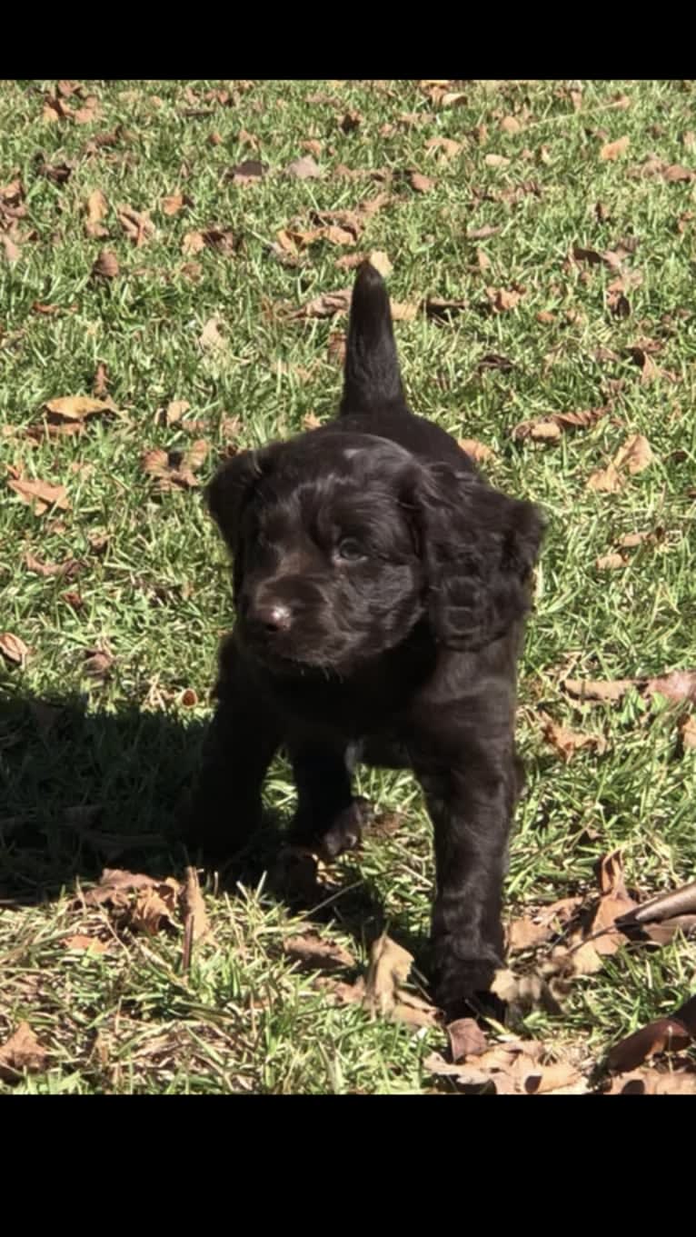 Beau, a Boykin Spaniel tested with EmbarkVet.com