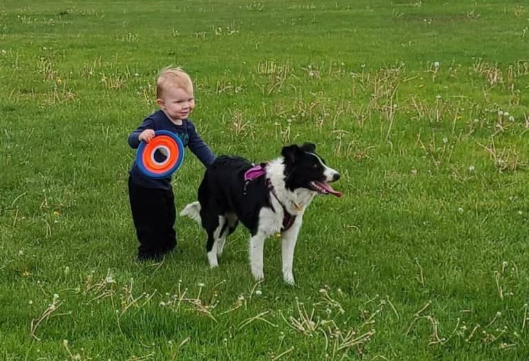 Willow, an Australian Shepherd and Border Collie mix tested with EmbarkVet.com
