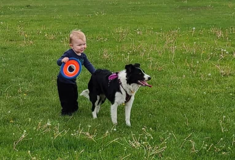 Willow, an Australian Shepherd and Border Collie mix tested with EmbarkVet.com