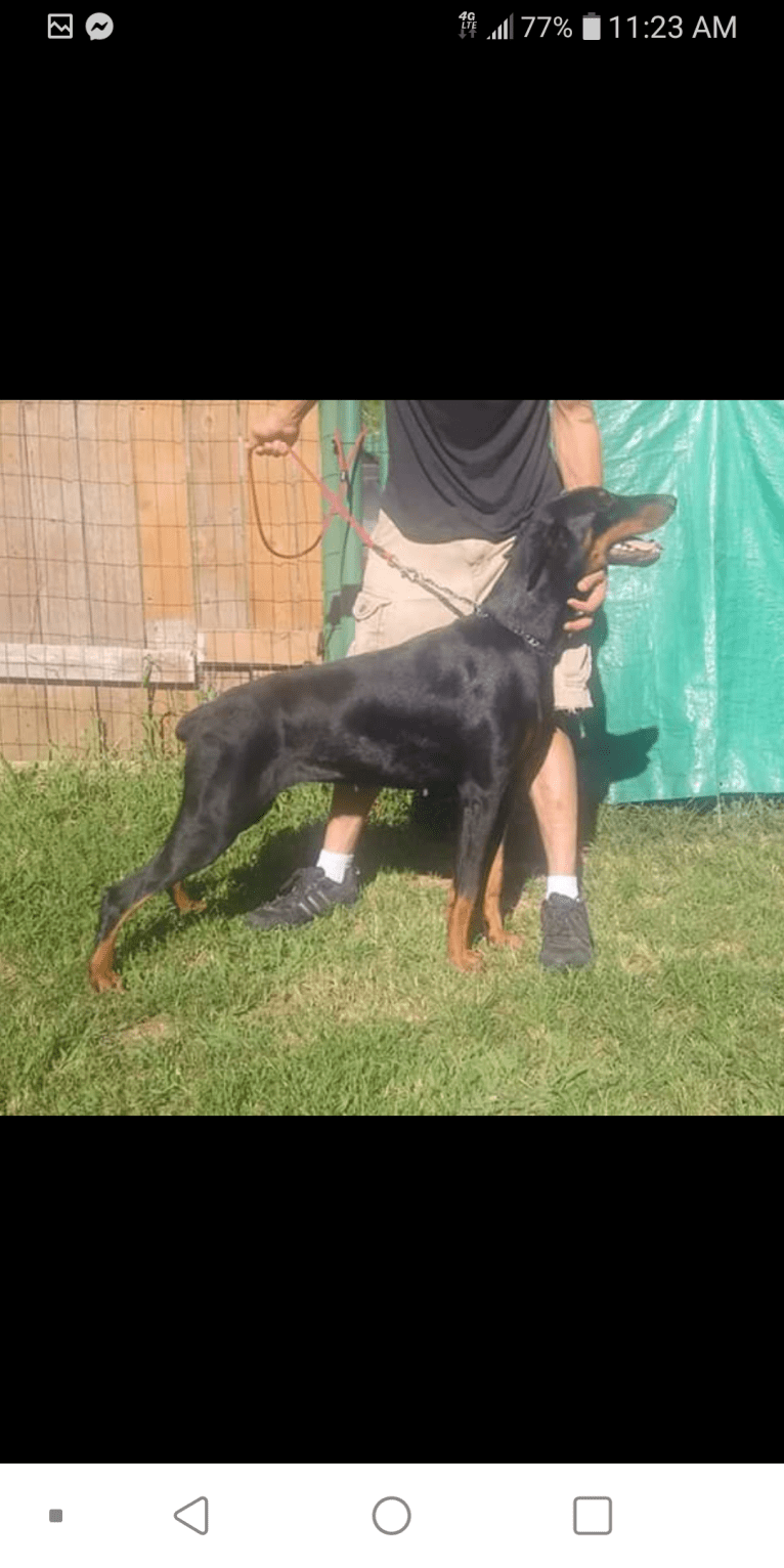 trinity, a Doberman Pinscher tested with EmbarkVet.com