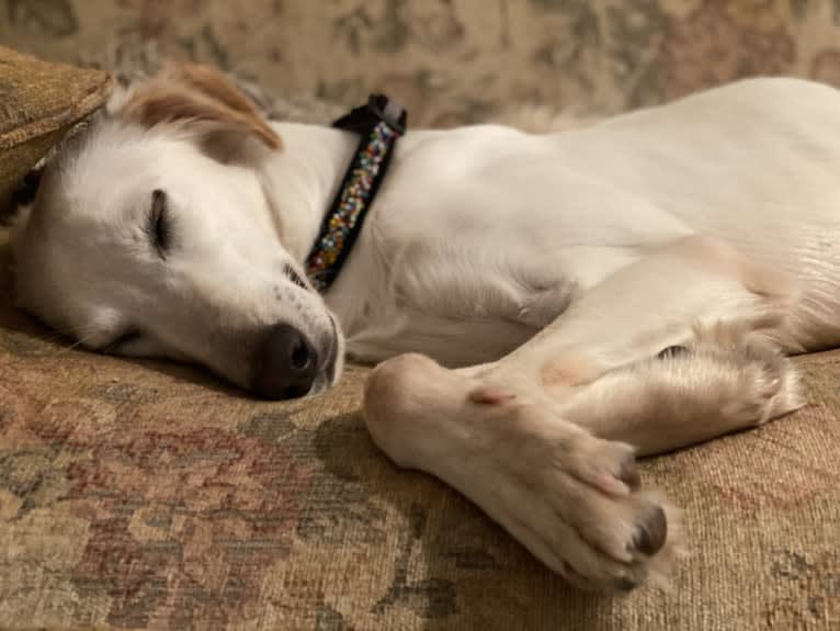 BASTI ARMANI, an Arabian Village Dog and Saluki mix tested with EmbarkVet.com