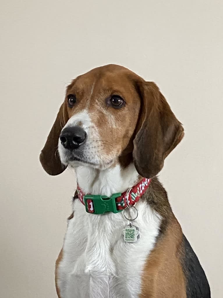 Sage, an American Foxhound tested with EmbarkVet.com