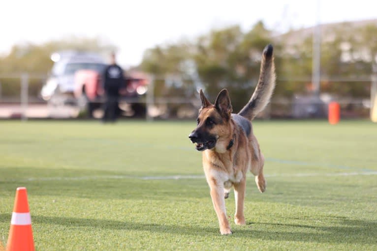 Jonas, a German Shepherd Dog tested with EmbarkVet.com