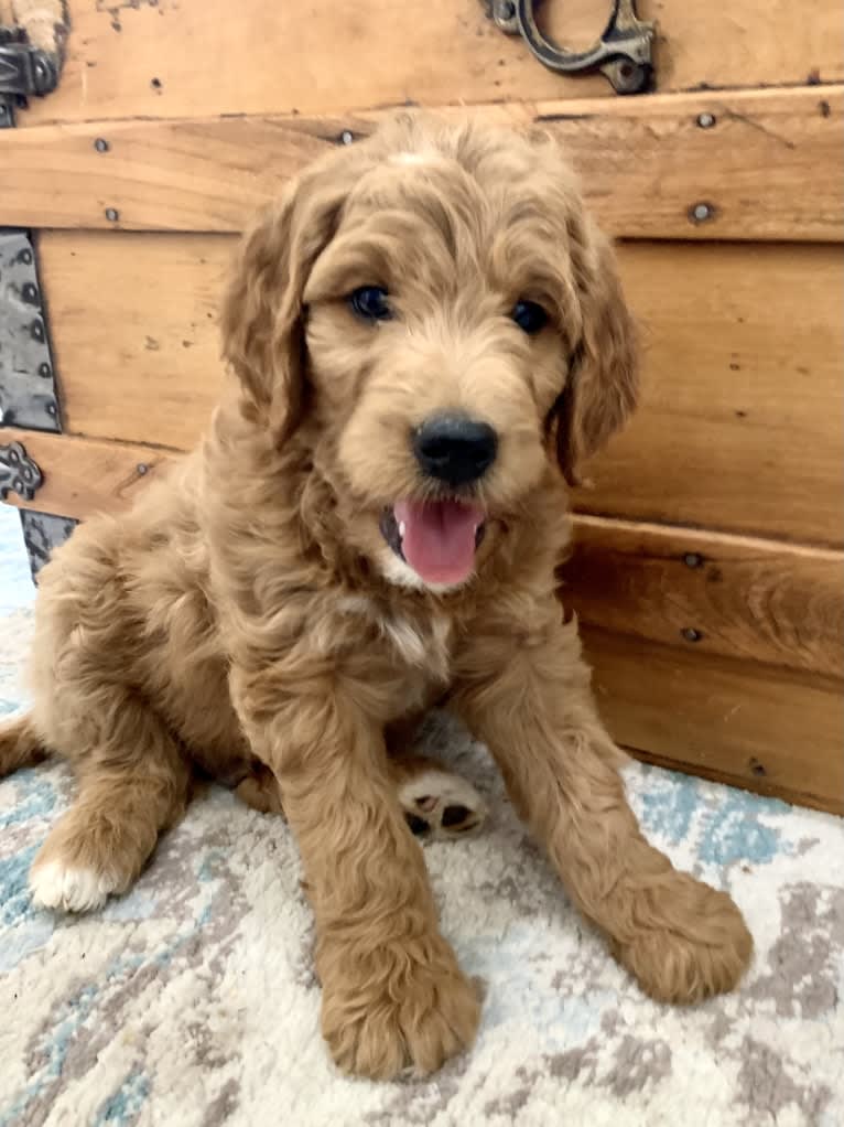 Black Collar, a Goldendoodle tested with EmbarkVet.com