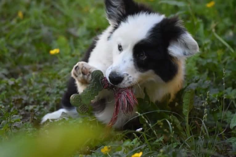 Major Point Jack Classic Clancy, a Cardigan Welsh Corgi tested with EmbarkVet.com