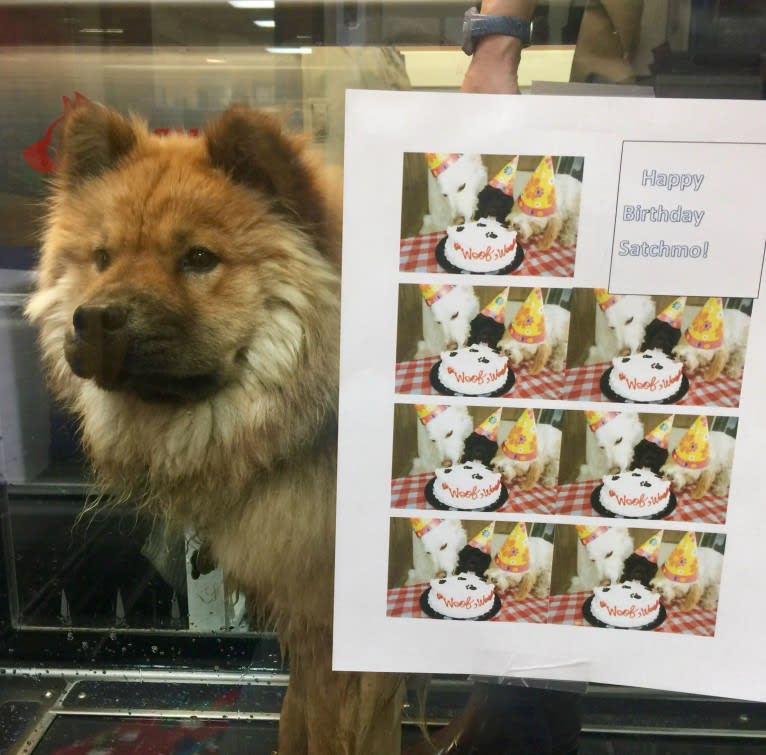 Satchmo, a Chow Chow tested with EmbarkVet.com