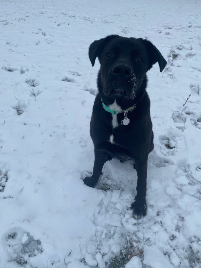 Hunter, a Labrador Retriever and American Bulldog mix tested with EmbarkVet.com