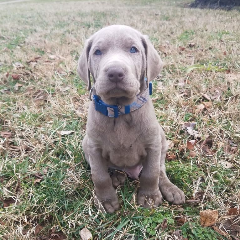 Oban, a Labrador Retriever tested with EmbarkVet.com
