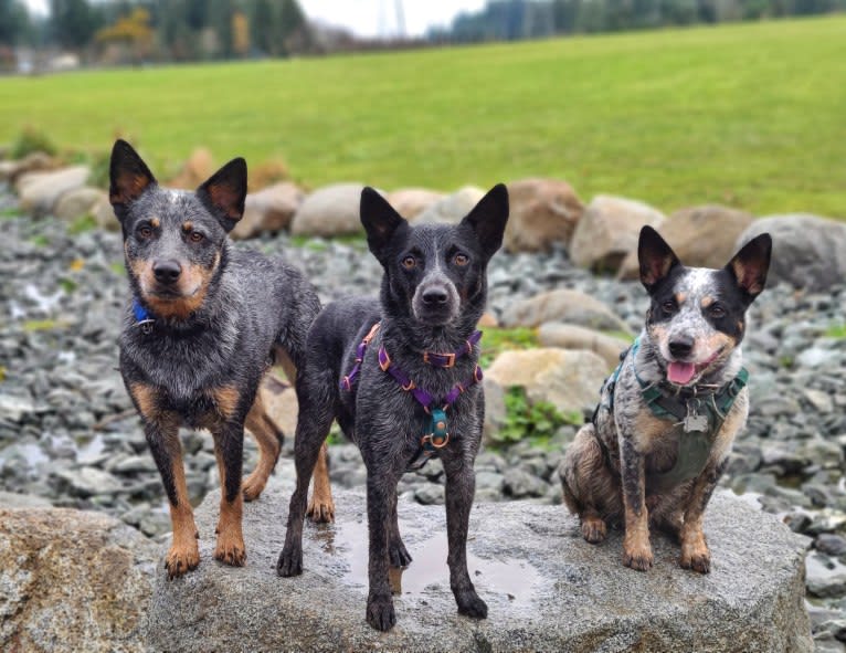 Juniper, an Australian Cattle Dog tested with EmbarkVet.com