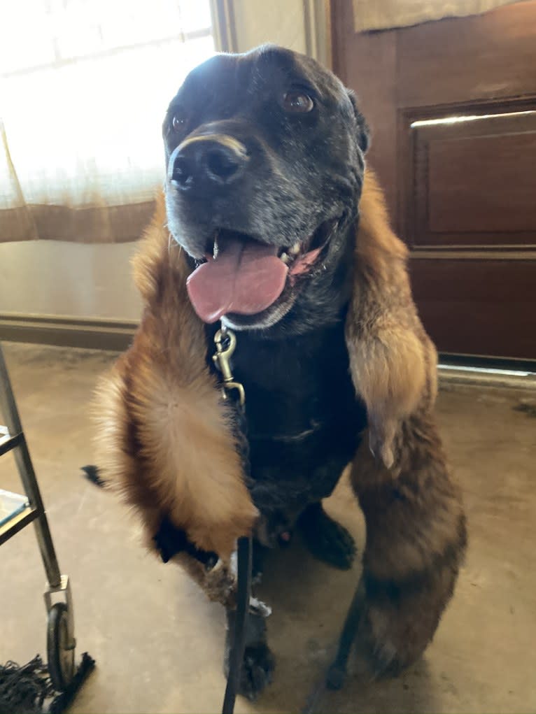 Photo of Mason, a Bulldog, American Bulldog, Chow Chow, Golden Retriever, and German Shepherd Dog mix in Los Angeles, California, USA