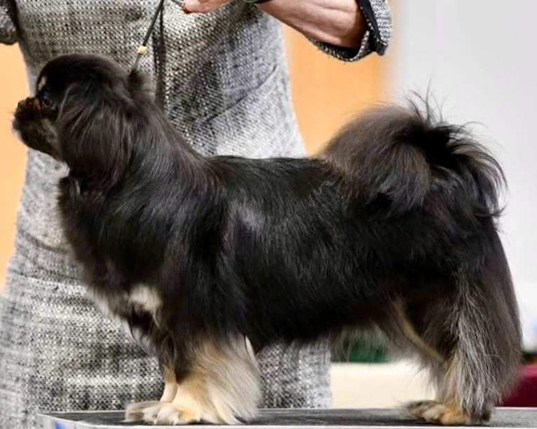 Lily, a Tibetan Spaniel tested with EmbarkVet.com