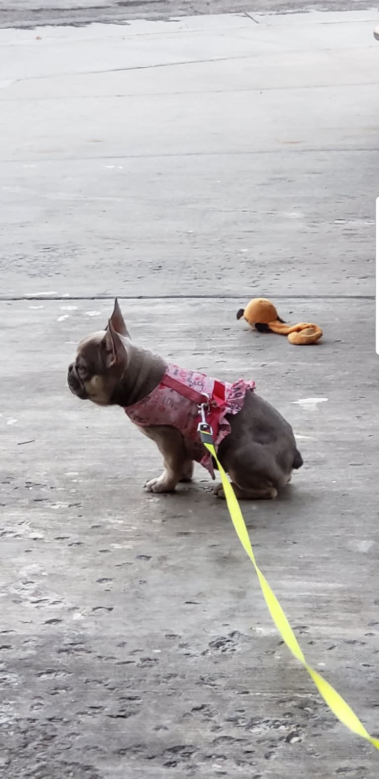 Pipes, a French Bulldog tested with EmbarkVet.com