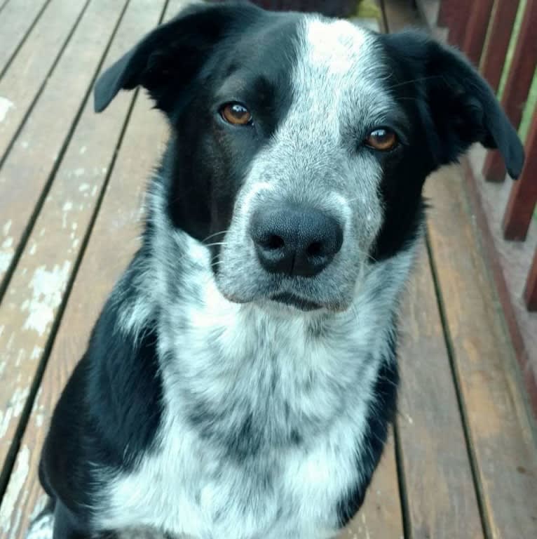 Jet 12th McNabb, a Border Collie and Australian Cattle Dog mix tested with EmbarkVet.com
