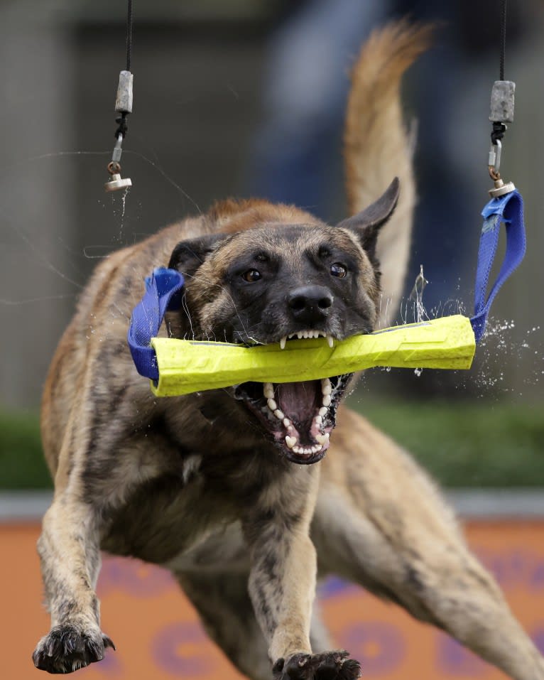 Xanu, a Dutch Shepherd and Belgian Malinois mix tested with EmbarkVet.com