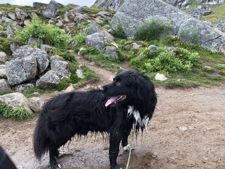 Beauregard, a Cocker Spaniel and Mountain Cur mix tested with EmbarkVet.com