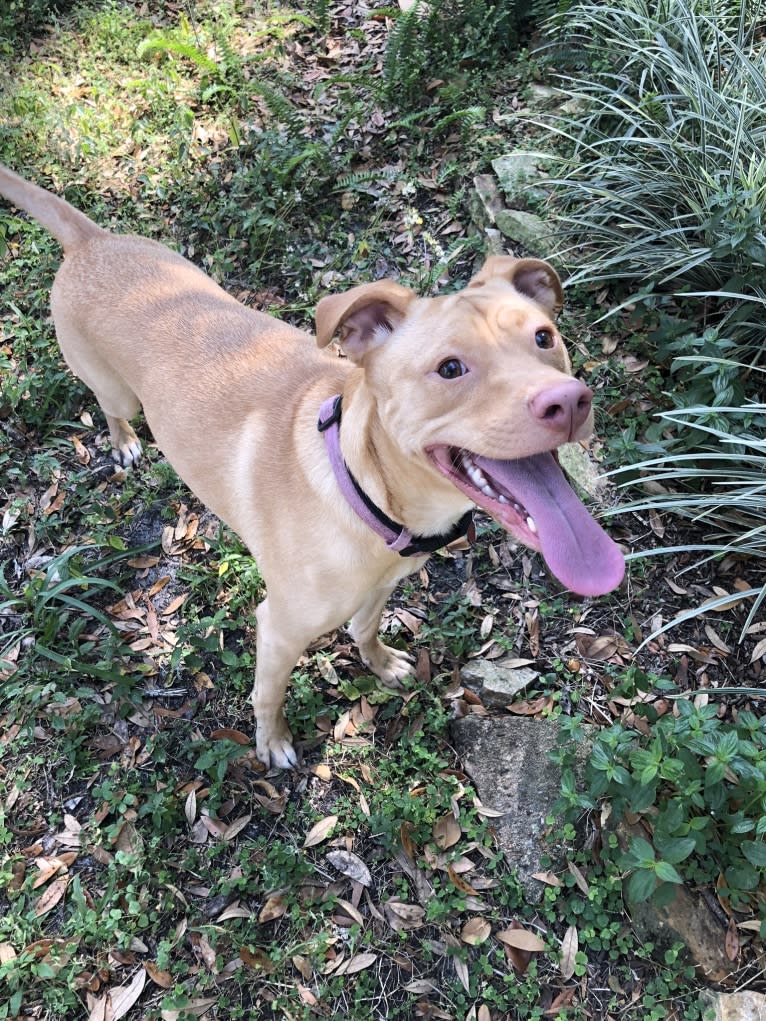 Ziva, an American Pit Bull Terrier and Golden Retriever mix tested with EmbarkVet.com