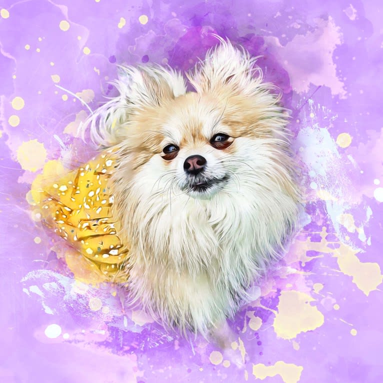 Okami, a Pomeranian tested with EmbarkVet.com