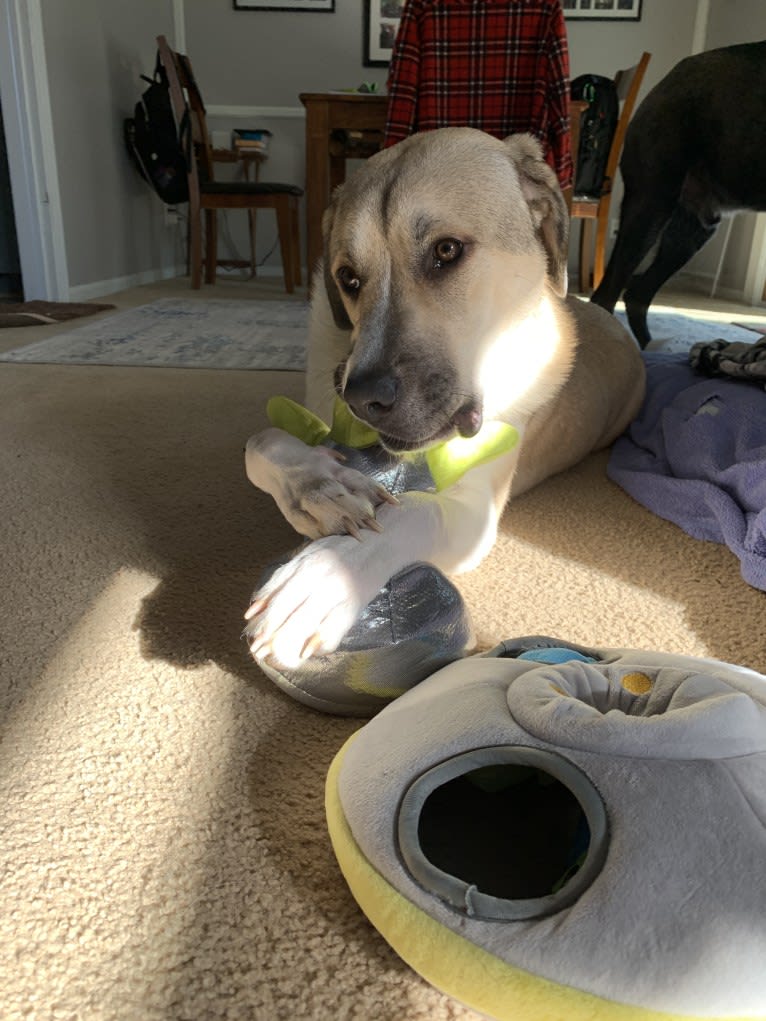 Riggs, a Great Pyrenees and American Pit Bull Terrier mix tested with EmbarkVet.com