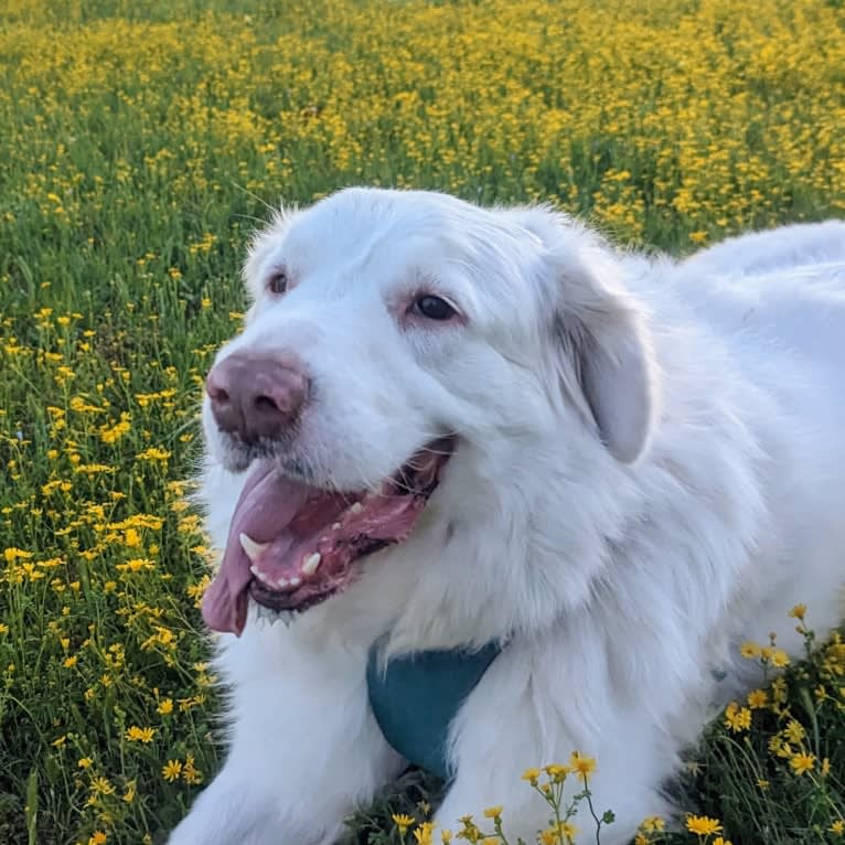 Bear, a Great Pyrenees and Great Dane mix tested with EmbarkVet.com