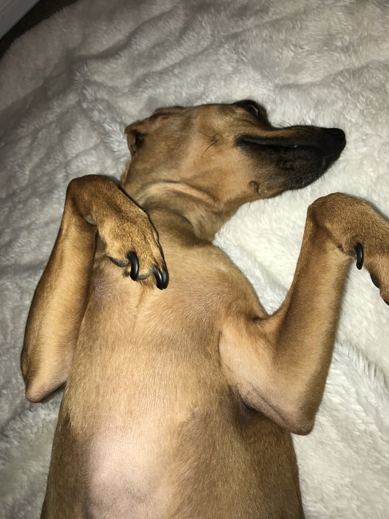 Preston, a Miniature Pinscher and Dachshund mix tested with EmbarkVet.com
