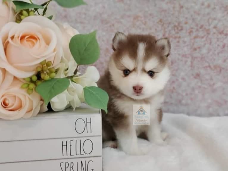 Nico, a Pomsky tested with EmbarkVet.com