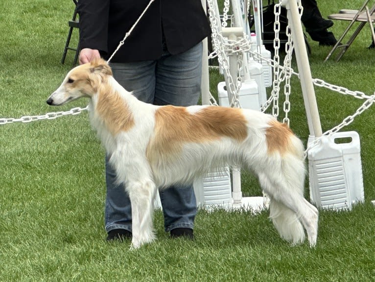 Charming, a Silken Windhound tested with EmbarkVet.com