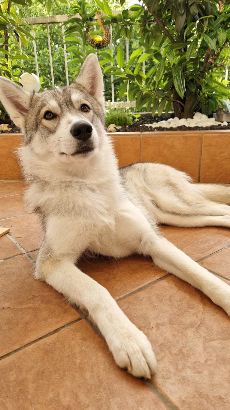 Na'vi, a Siberian Husky and German Shepherd Dog mix tested with EmbarkVet.com