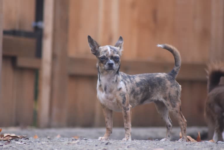 Savvi, a Chihuahua tested with EmbarkVet.com