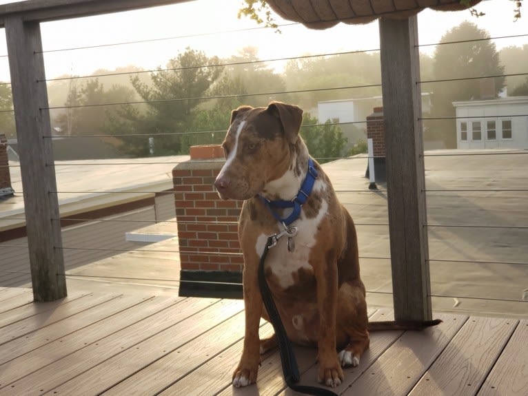 Rescue dog, an American Pit Bull Terrier and Labrador Retriever mix tested with EmbarkVet.com