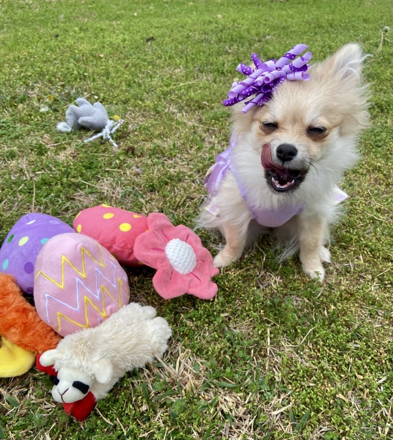 Okami, a Pomeranian tested with EmbarkVet.com