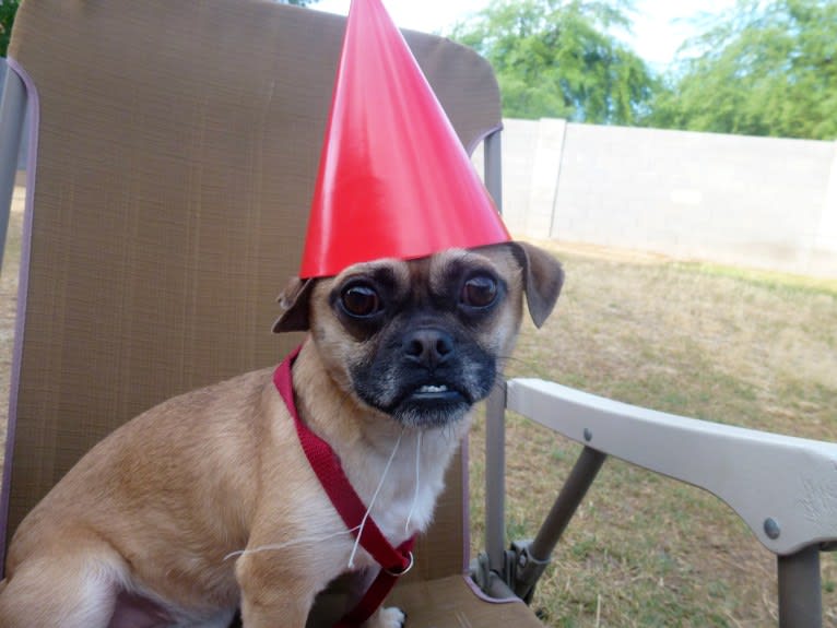 Lola, a Chug tested with EmbarkVet.com