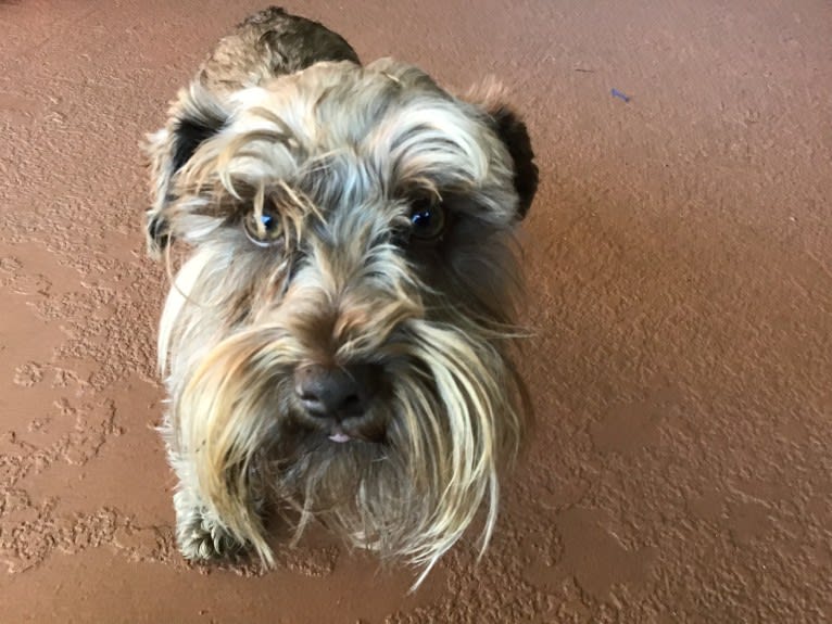 Oliver, a Miniature Schnauzer tested with EmbarkVet.com