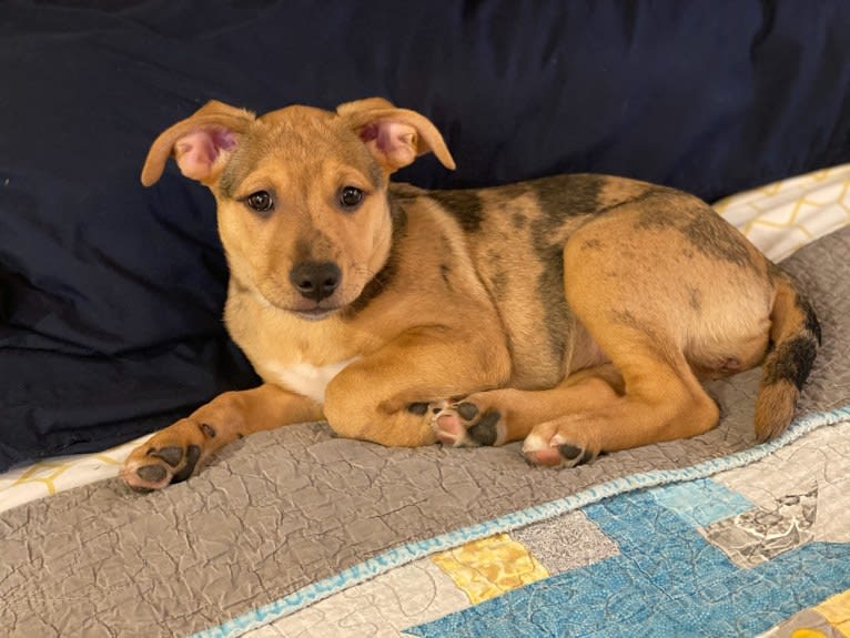 Gigi, an American Pit Bull Terrier and Australian Shepherd mix tested with EmbarkVet.com