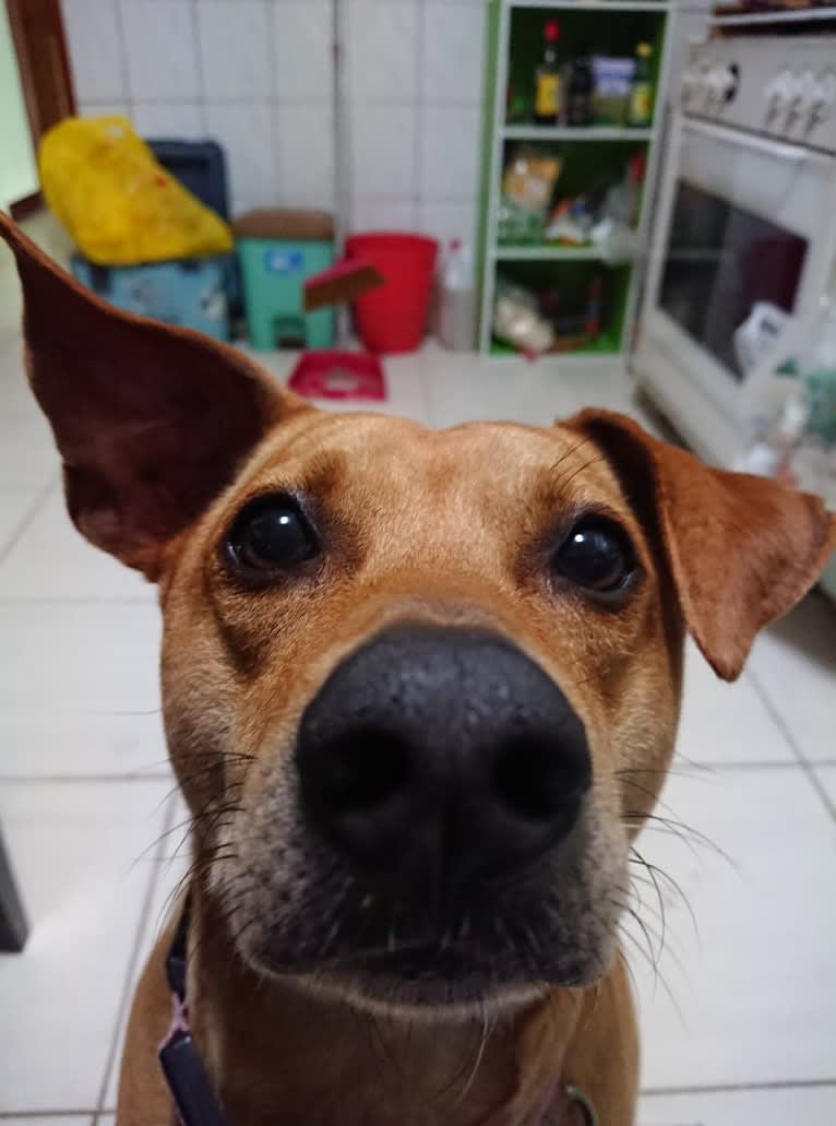 Louie, a Formosan Mountain Dog tested with EmbarkVet.com