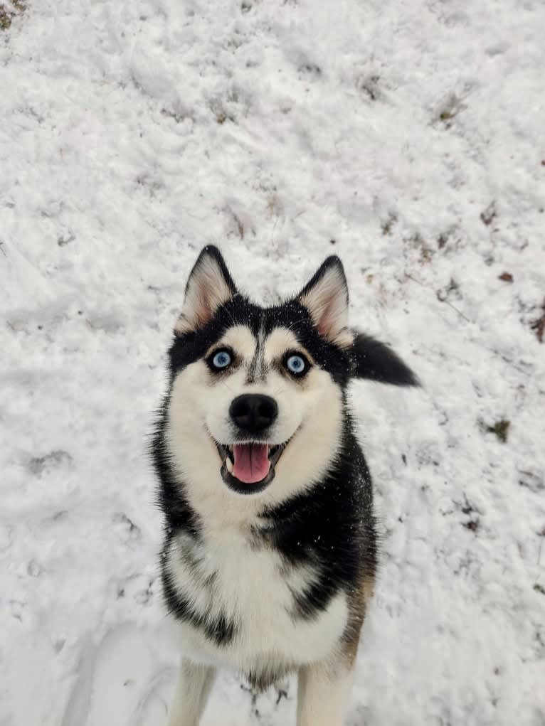 Gena, Gigi, a Pomsky tested with EmbarkVet.com