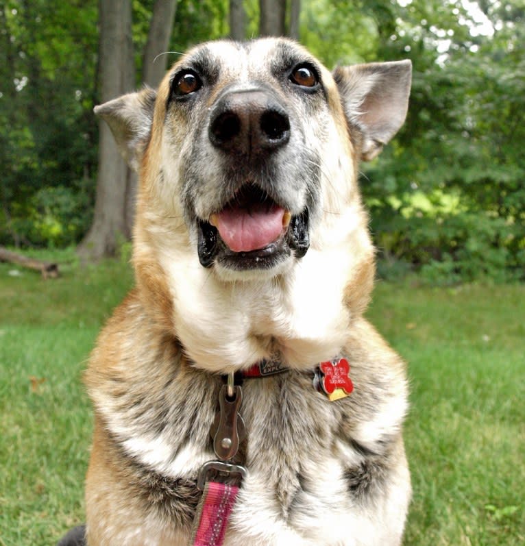 Brie, a German Shepherd Dog and American Eskimo Dog mix tested with EmbarkVet.com