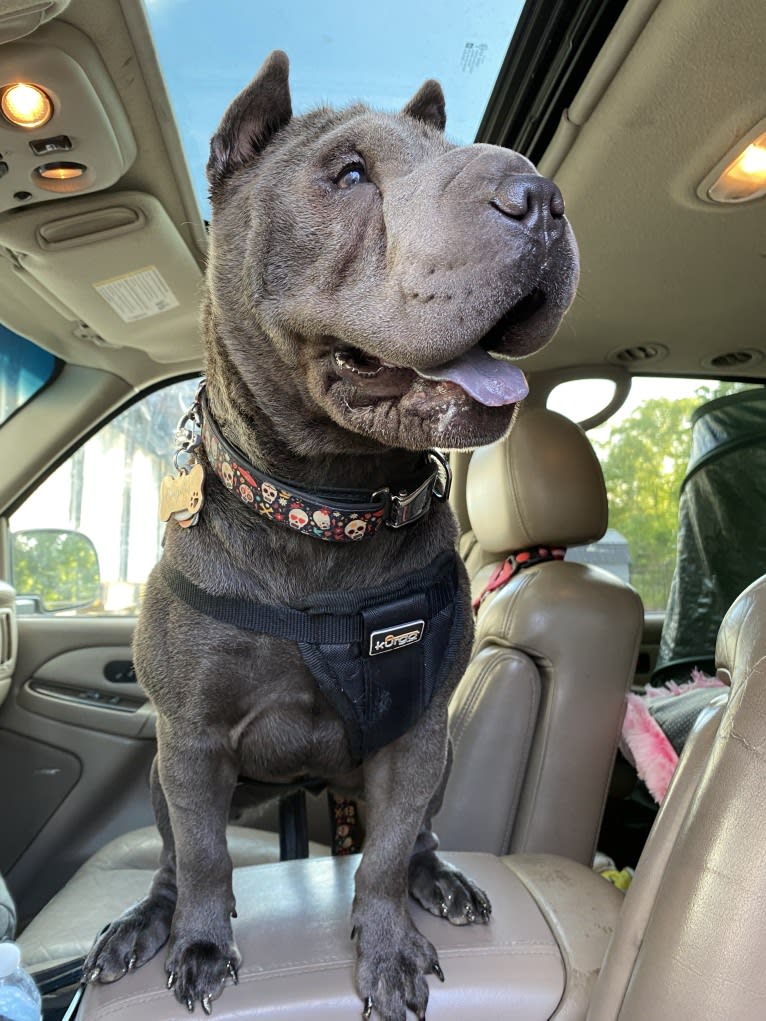 Pumpkin, a Chinese Shar-Pei tested with EmbarkVet.com