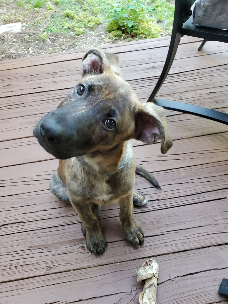 YOGI, a German Shepherd Dog and American Pit Bull Terrier mix tested with EmbarkVet.com