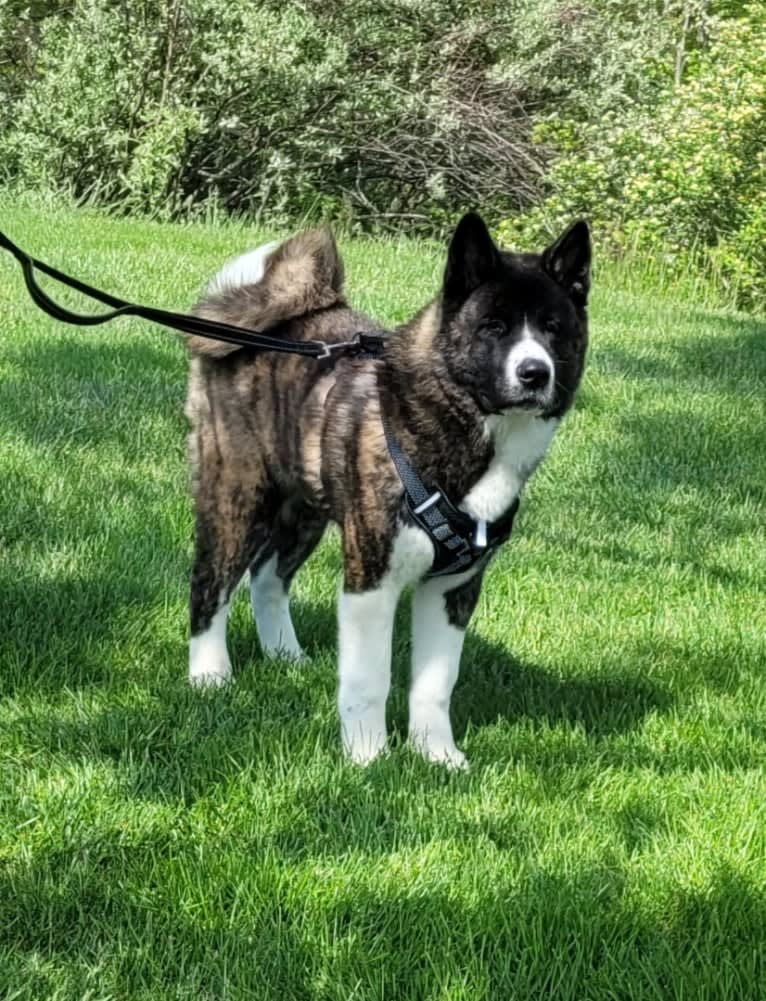 Bruno, an Akita tested with EmbarkVet.com