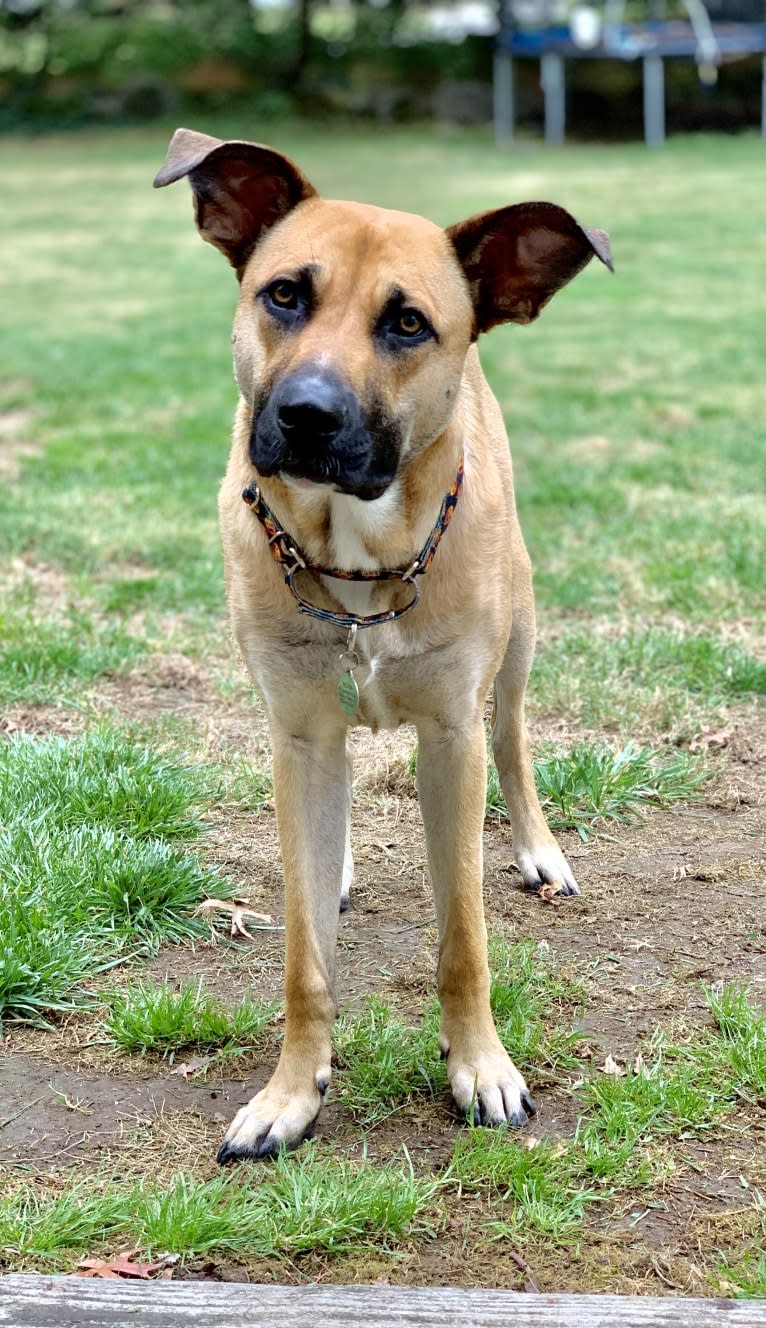 Nova, an American Pit Bull Terrier and German Shepherd Dog mix tested with EmbarkVet.com