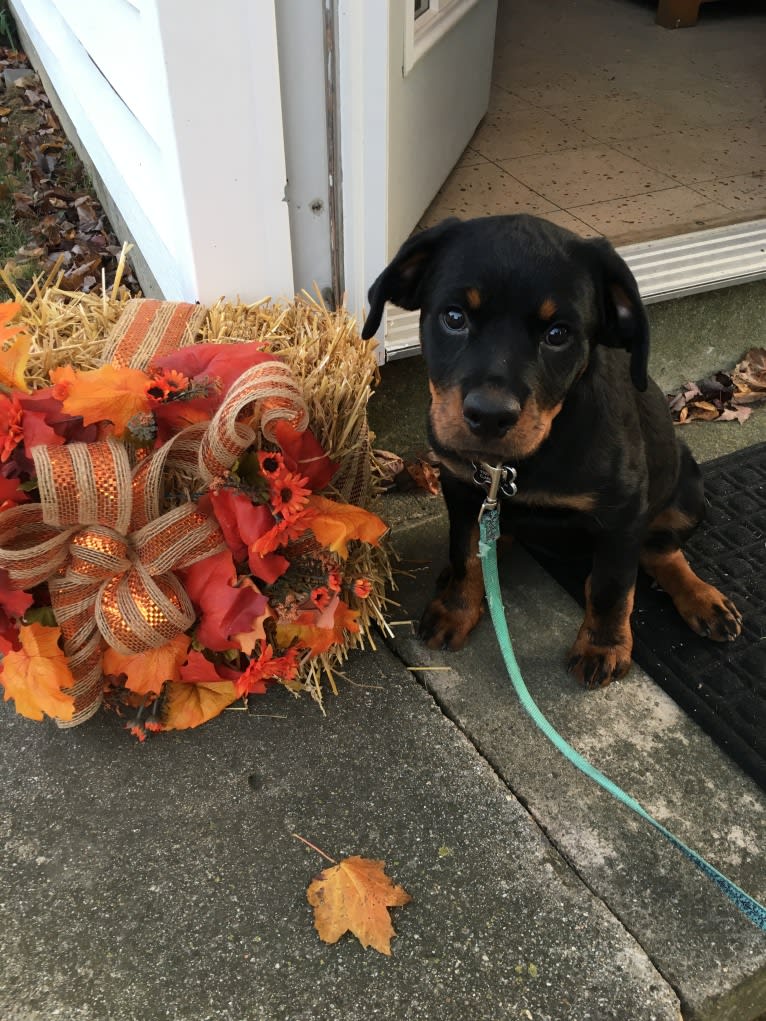 Emma Lou, a Rottweiler tested with EmbarkVet.com