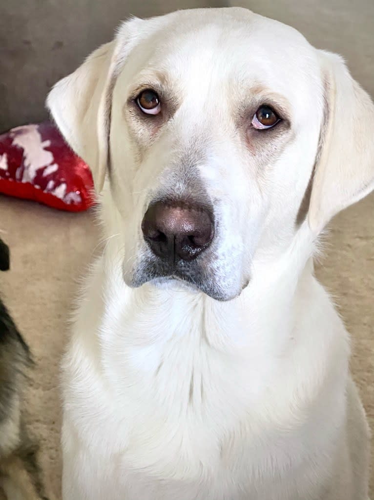 Beau, a Great Pyrenees and Golden Retriever mix tested with EmbarkVet.com