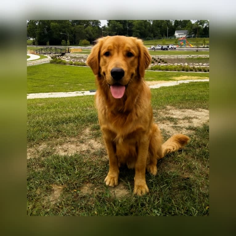 Pierre-luc, a Golden Retriever tested with EmbarkVet.com