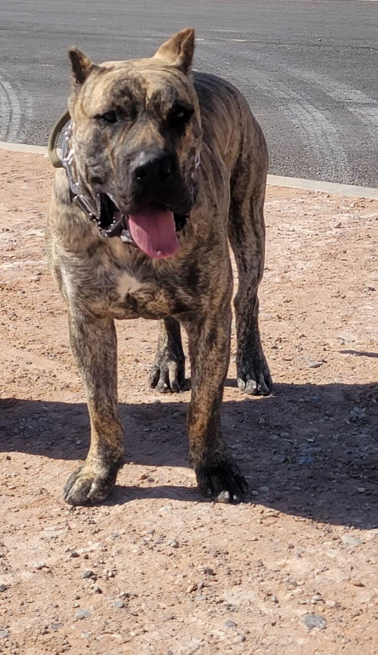 Ashrik, a Perro de Presa Canario tested with EmbarkVet.com